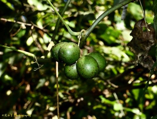 {Calycocarpum lyonii}